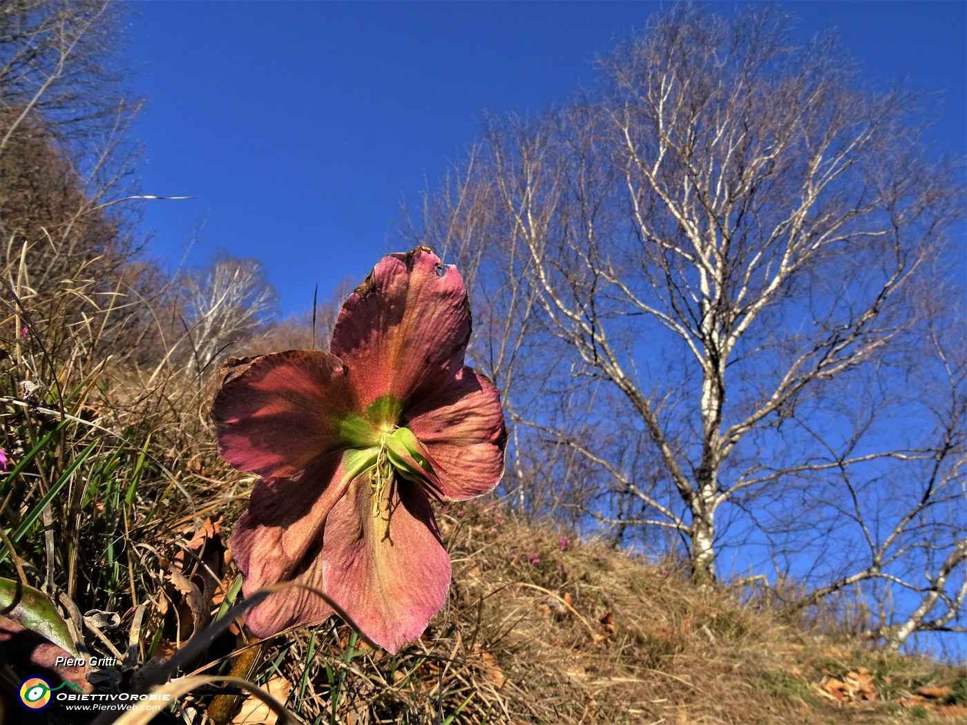 17 Helleborus niger (Elleboro) in fruttescenza.JPG